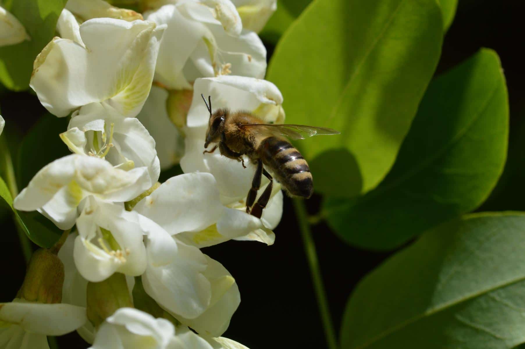 Read more about the article Bienenstocklufttherapie – Kosten und Kostenübernahme