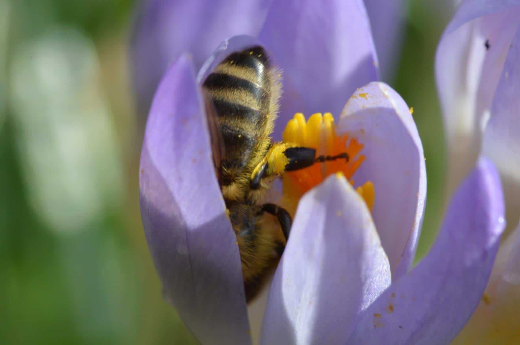 Pollen reduzieren die Allergieempfindlichkeit bei Heuschnupfen