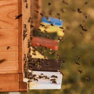 Bienen zum Mieten / Patenschaften