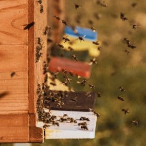 Bienen Patenschaften