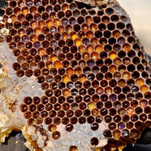 Bienenbrot/Perga