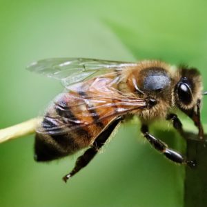 Bienengift